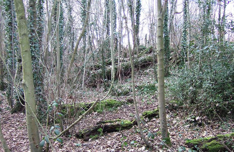 Biomasa forestal. Imagen: Dieter Simon. https://commons.wikimedia.org/w/index.php?curid=622971