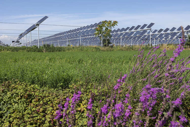 ayudas a proyectos en renovables